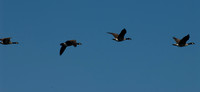 Flight of the Canadians