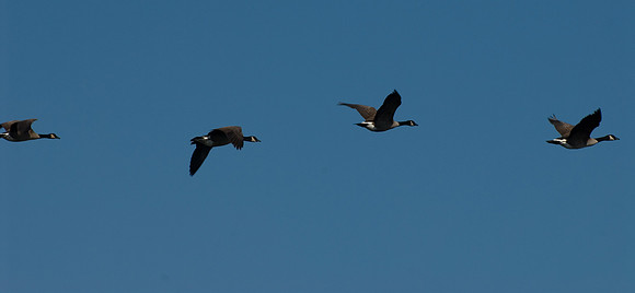 Flight of the Canadians