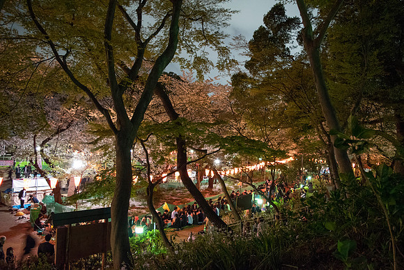 Hamari during Sakura in Ueno Park
