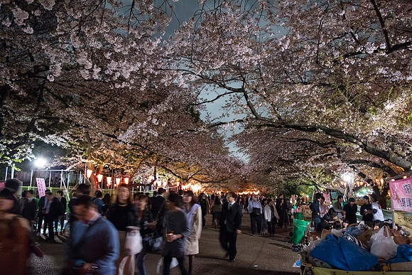 Hamari during Sakura