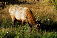 bull Elk