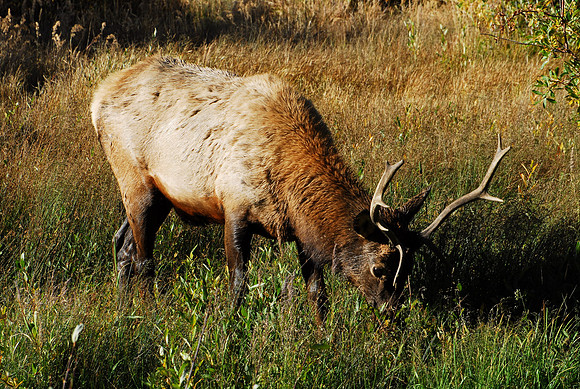 bull Elk