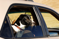 Poor Nascha - no dogs allowed on trails in RMNP - lame!!