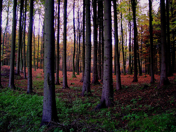 Moehnee Forest