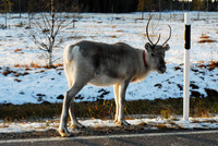 Reindeer do exist!