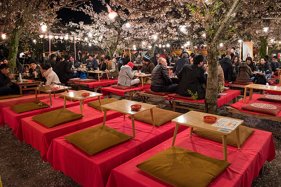 Hanami celebration under the Cherry Blossoms near our hotel