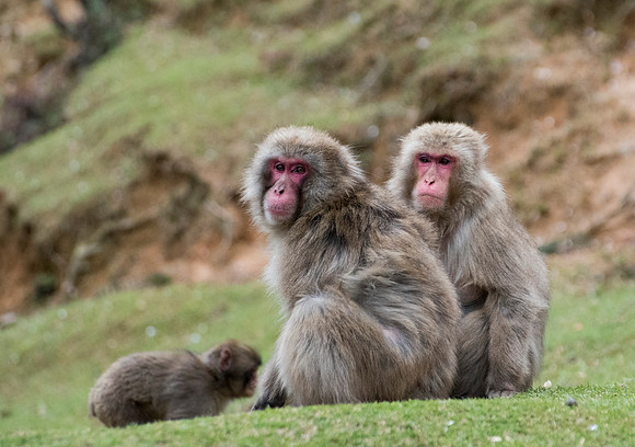 Macaque Monkeys live year round up here