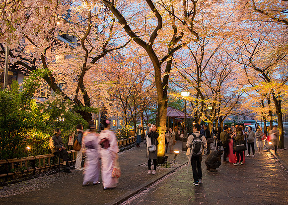 Blossoms along Gion walkway