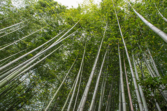 Bamboo forest in Arashiyama