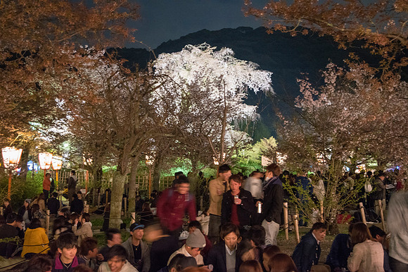 Famous Yasaka Tree