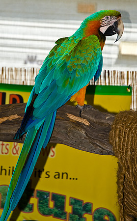 Birds and Animals at the Festival