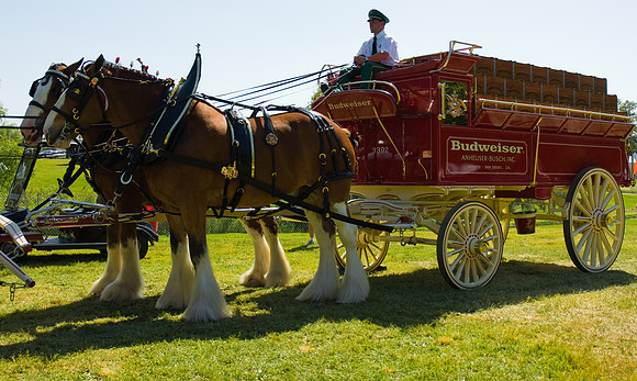 Busch was a sponsor - Clydesdales make their appearance!