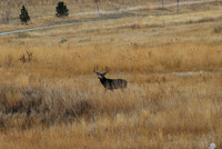 Buck in the "back yard"