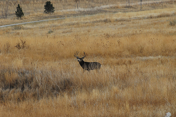 Buck in the "back yard"