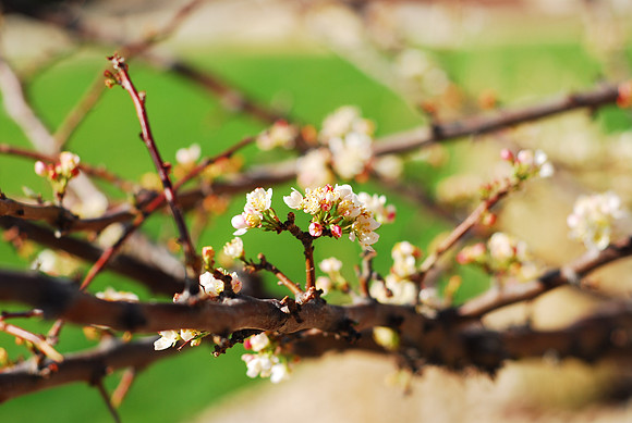 Crabapple Blossoms