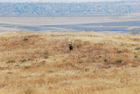 Buck in the Distance