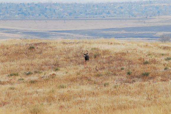 Buck in the Distance