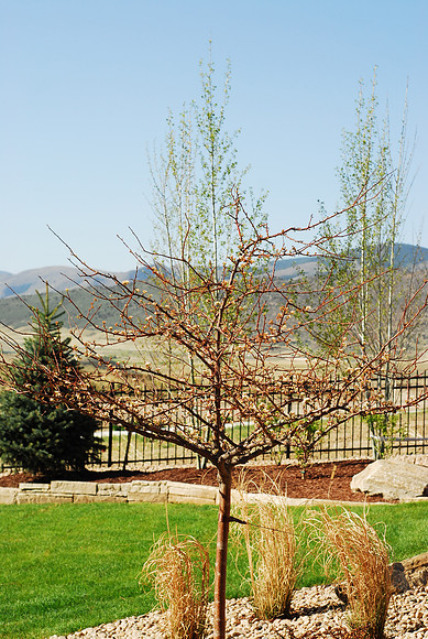 Landscape and Hogback (Mtns)