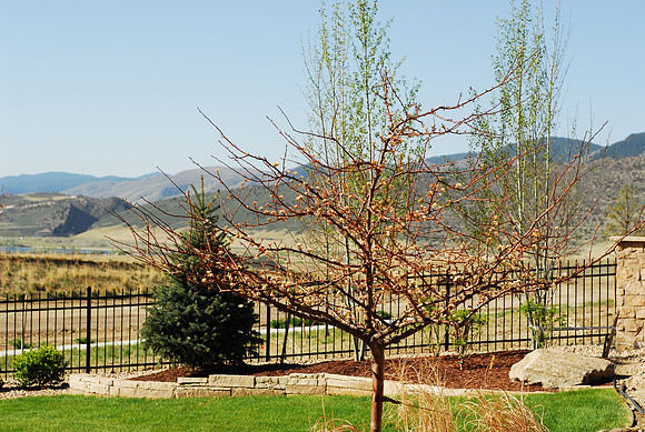 Tina Sargent Crabapple