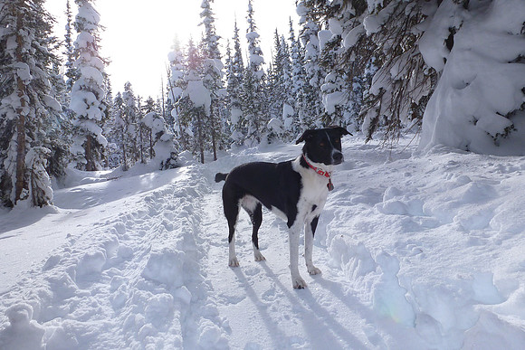 Little Owl - otherwise known as Nascha!