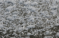 frost crystals on the pond