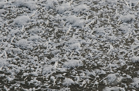 frost crystals on the pond