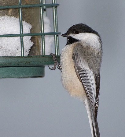 Chickadee hungry