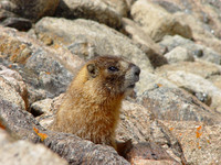 Peeking Marmot - Rocky Mtn National Park